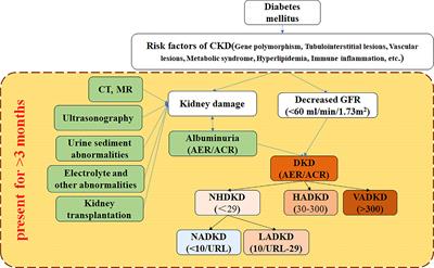 Re-understanding and focusing on normoalbuminuric diabetic kidney disease
